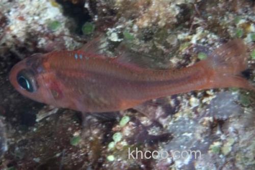 半饰天竺鲷是什么鱼？_2