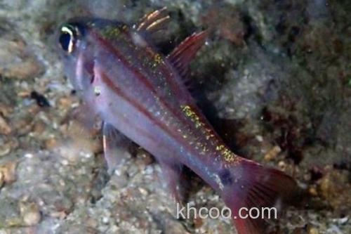 半饰天竺鲷是什么鱼？_3