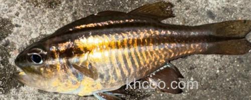单斑天竺鲷是什么鱼？_0