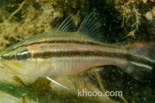 单斑天竺鲷是什么鱼？_1
