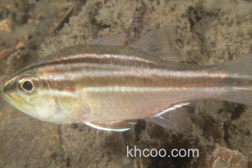 单斑天竺鲷是什么鱼？_3