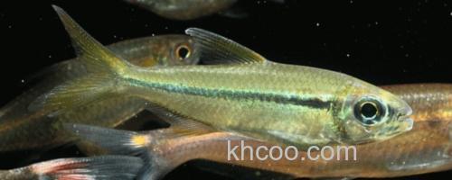 单带天竺鲷是什么鱼？_0