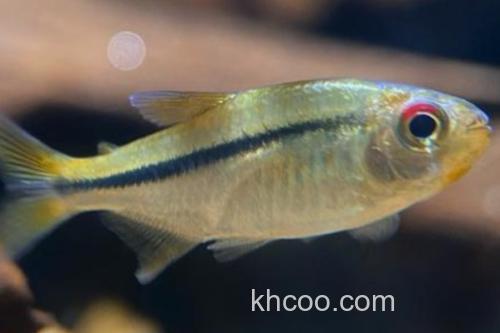 单带天竺鲷是什么鱼？_3