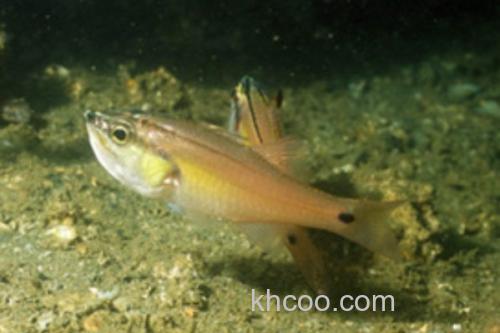 半线天竺鲷是什么鱼？_1