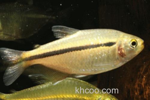 单带天竺鲷是什么鱼？_1