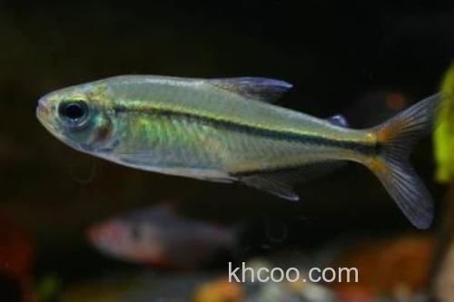 单带天竺鲷是什么鱼？_2