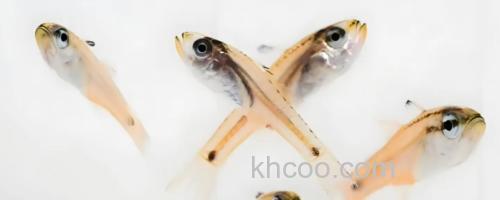 半线天竺鲷是什么鱼？_0