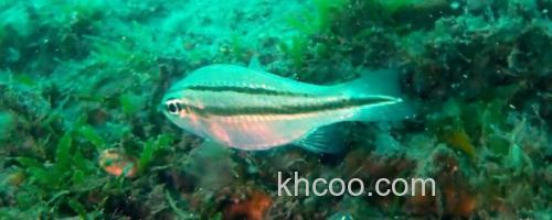 八棘扁天竺鲷是什么鱼？_0