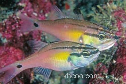 半线天竺鲷是什么鱼？_2