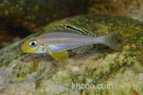 半线天竺鲷是什么鱼？_3