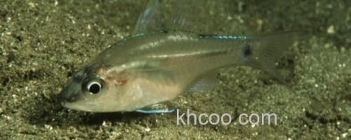 侧带天竺鲷是什么鱼？_0