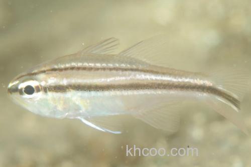 八棘扁天竺鲷是什么鱼？_2