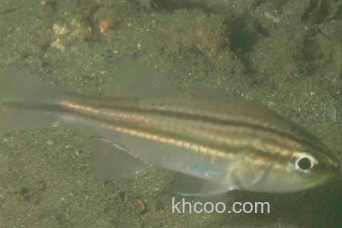 八棘扁天竺鲷是什么鱼？_3