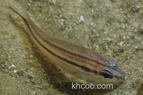 八棘扁天竺鲷是什么鱼？_1