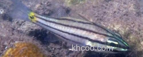 五带巨牙天竺鲷是什么鱼？_0