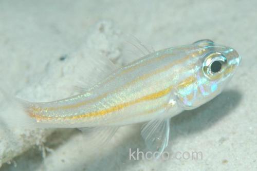 侧带天竺鲷是什么鱼？_3