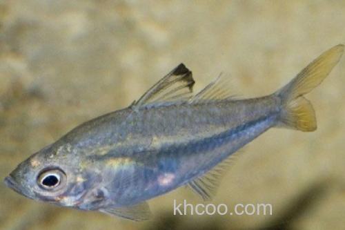 侧带天竺鲷是什么鱼？_2