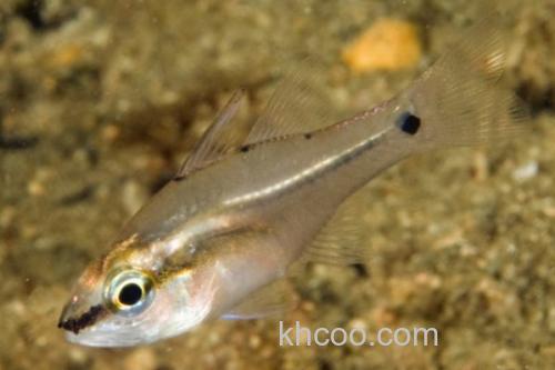 侧带天竺鲷是什么鱼？_1