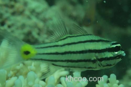 五带巨牙天竺鲷是什么鱼？_3