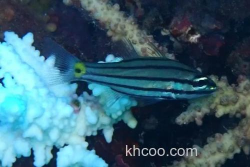 五带巨牙天竺鲷是什么鱼？_1