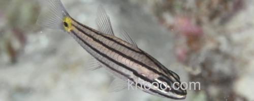五带副天竺鲷是什么鱼？_0