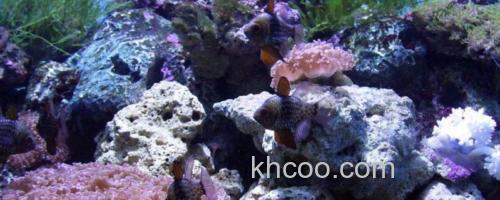 乳突天竺鲷是什么鱼？_0