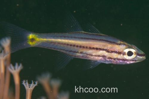 五带副天竺鲷是什么鱼？_2