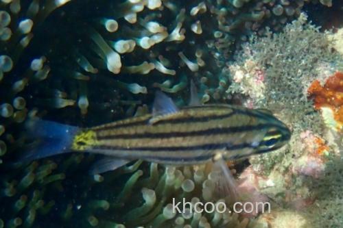 五带副天竺鲷是什么鱼？_3