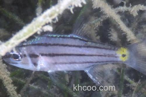 五带副天竺鲷是什么鱼？_1