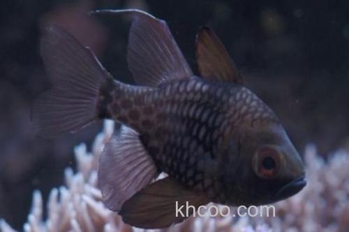 乳突天竺鲷是什么鱼？_3