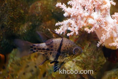 乳突天竺鲷是什么鱼？_2