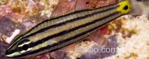 中间巨牙天竺鲷是什么鱼？_0
