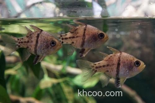 乳突天竺鲷是什么鱼？_1