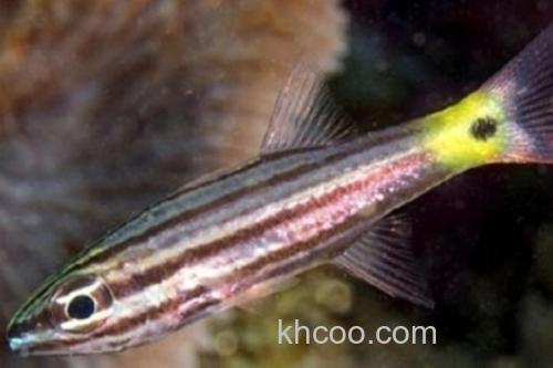 中间巨牙天竺鲷是什么鱼？_3