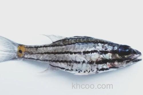 中间巨牙天竺鲷是什么鱼？_2