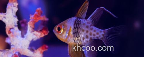 丝鳍圆竺鲷是什么鱼？_0