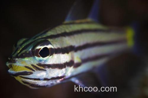 中间巨牙天竺鲷是什么鱼？_1