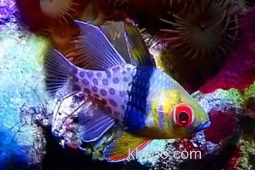 丝鳍圆竺鲷是什么鱼？_2