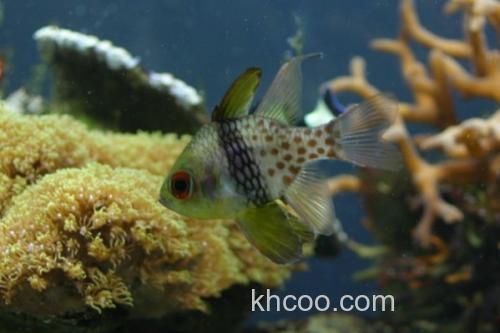 丝鳍圆竺鲷是什么鱼？_3