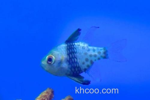 丝鳍圆竺鲷是什么鱼？_1