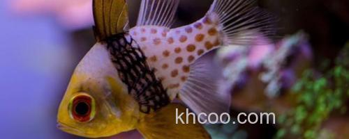 三斑天竺鲷是什么鱼？_0