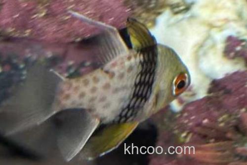 三斑天竺鲷是什么鱼？_2