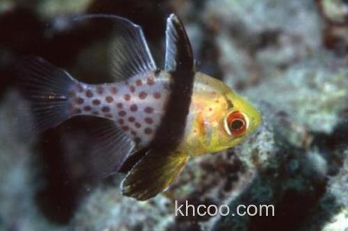 三斑天竺鲷是什么鱼？_1