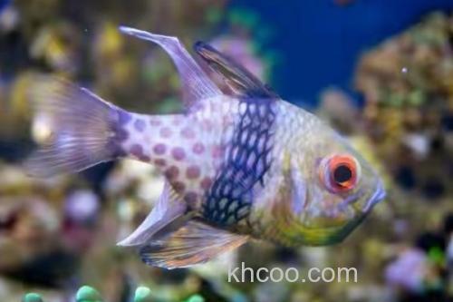 三斑天竺鲷是什么鱼？_3