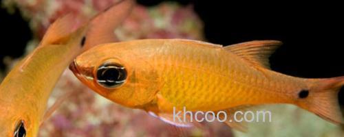 一色天竺鲷是什么鱼？_0