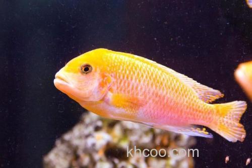 一色天竺鲷是什么鱼？_2