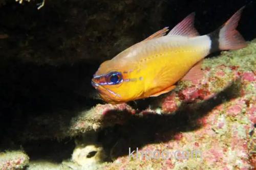 一色天竺鲷是什么鱼？_1