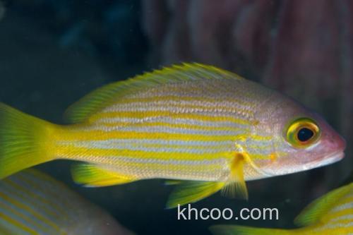 一色天竺鲷是什么鱼？_3