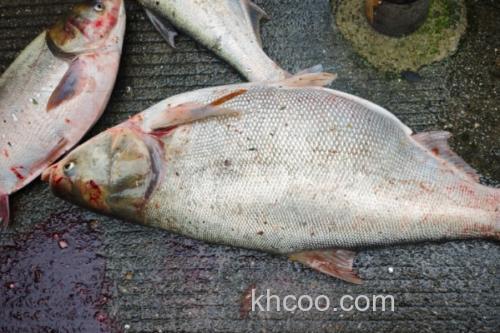 大鳞鲢是什么鱼？_3