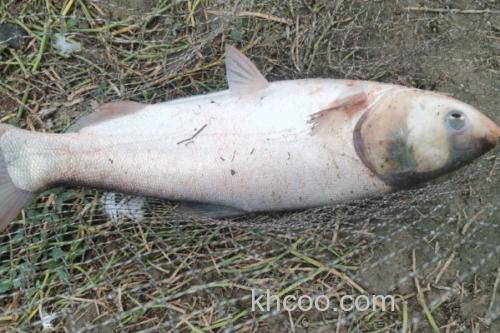 大鳞鲢是什么鱼？_1